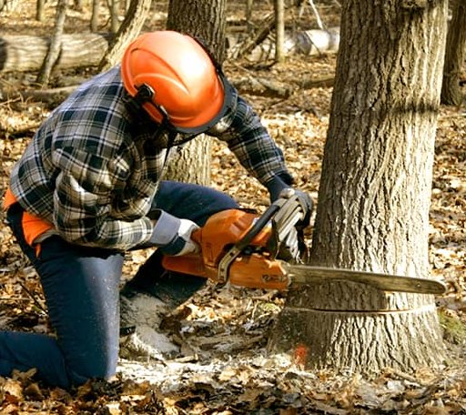 Tree Removal in Crowder, OK